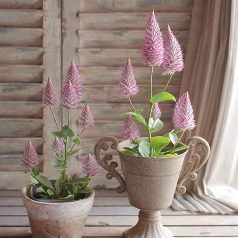 进口澳洲狐尾阳台花园盆栽观花植物带花花期长包邮