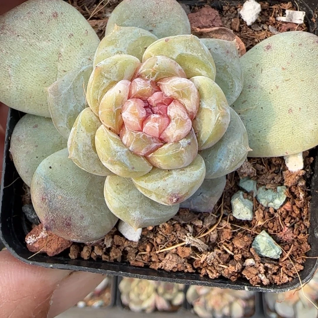 多肉小卡拉米糖心一物一拍