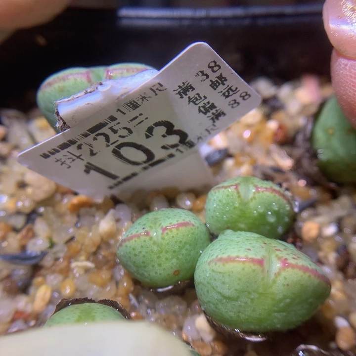 精品生石花225.103