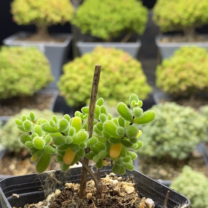 翡翠6716枝干番杏