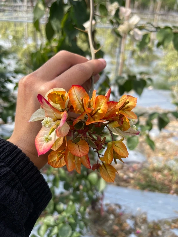 三角梅一物一拍链接