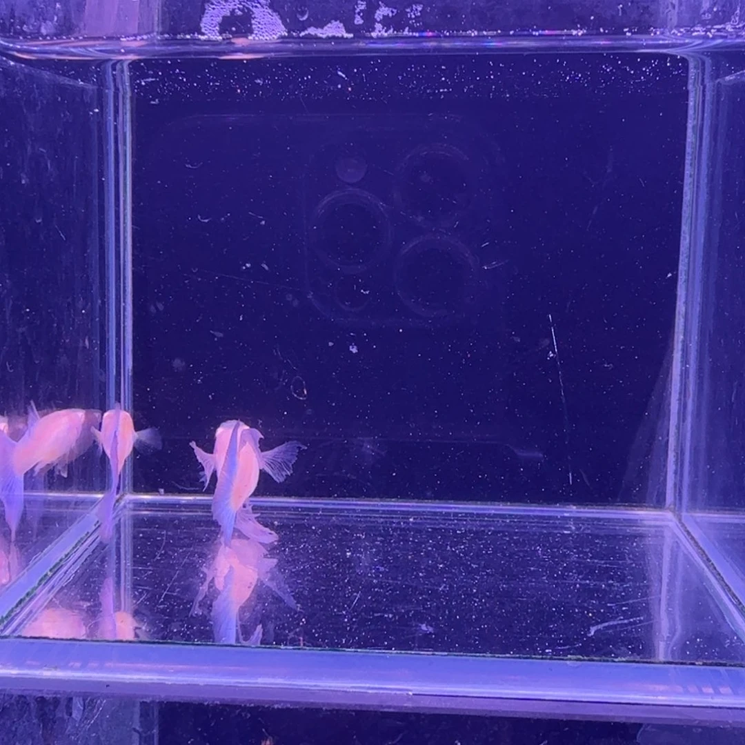 孔雀鱼蓝白缎带1对