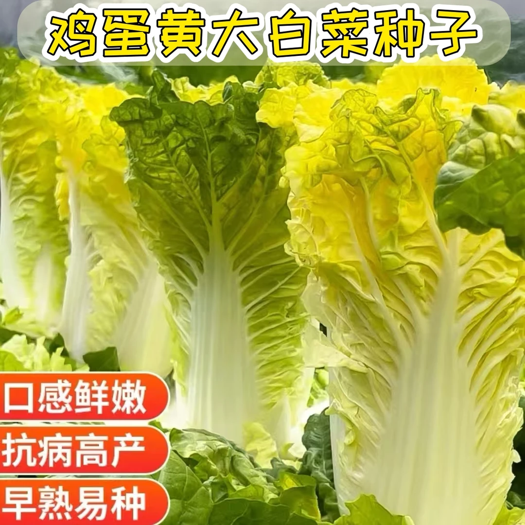 【鸡蛋黄大白菜种子】家庭种植阳台花盆小院四季种植