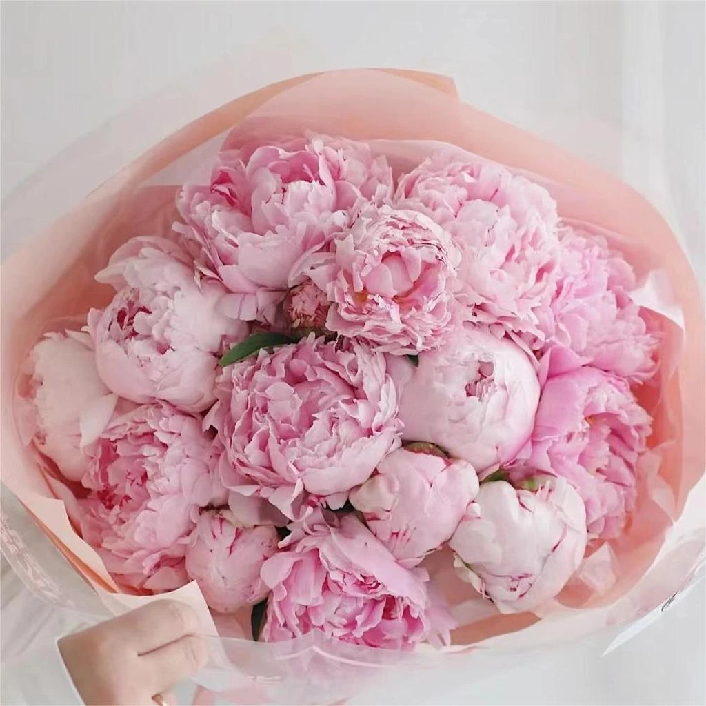 【现货 莎拉】重瓣 芍药山东基地直发荷兰AAA级进口芍药 花雲里