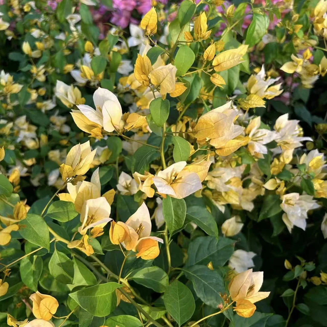 【月朦胧】金蝉小苗袋苗勤花好养四季开花福利款