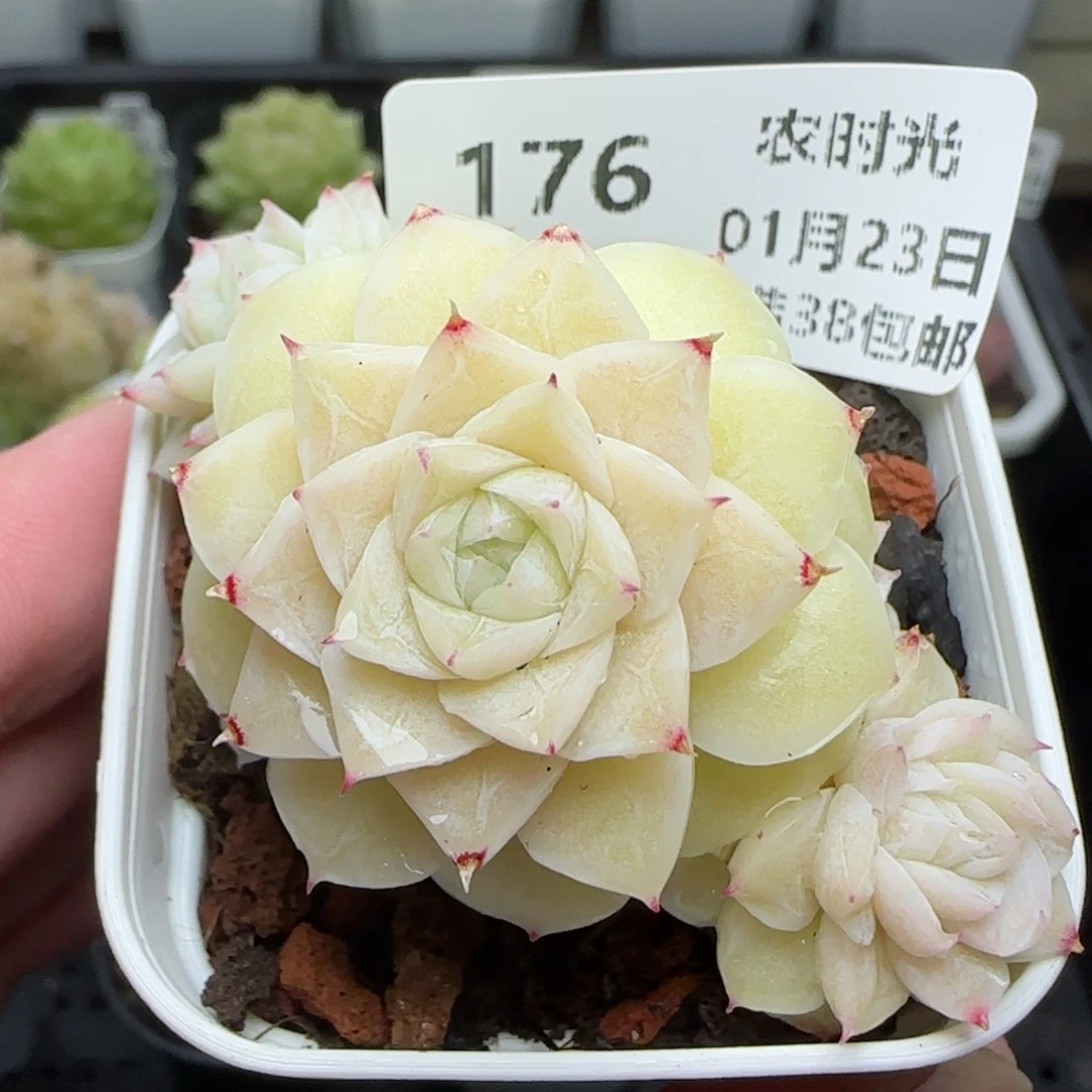 0123-176（白女王）