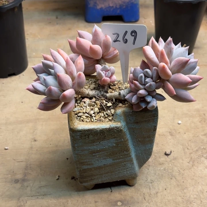 多肉植物，胖美人269号