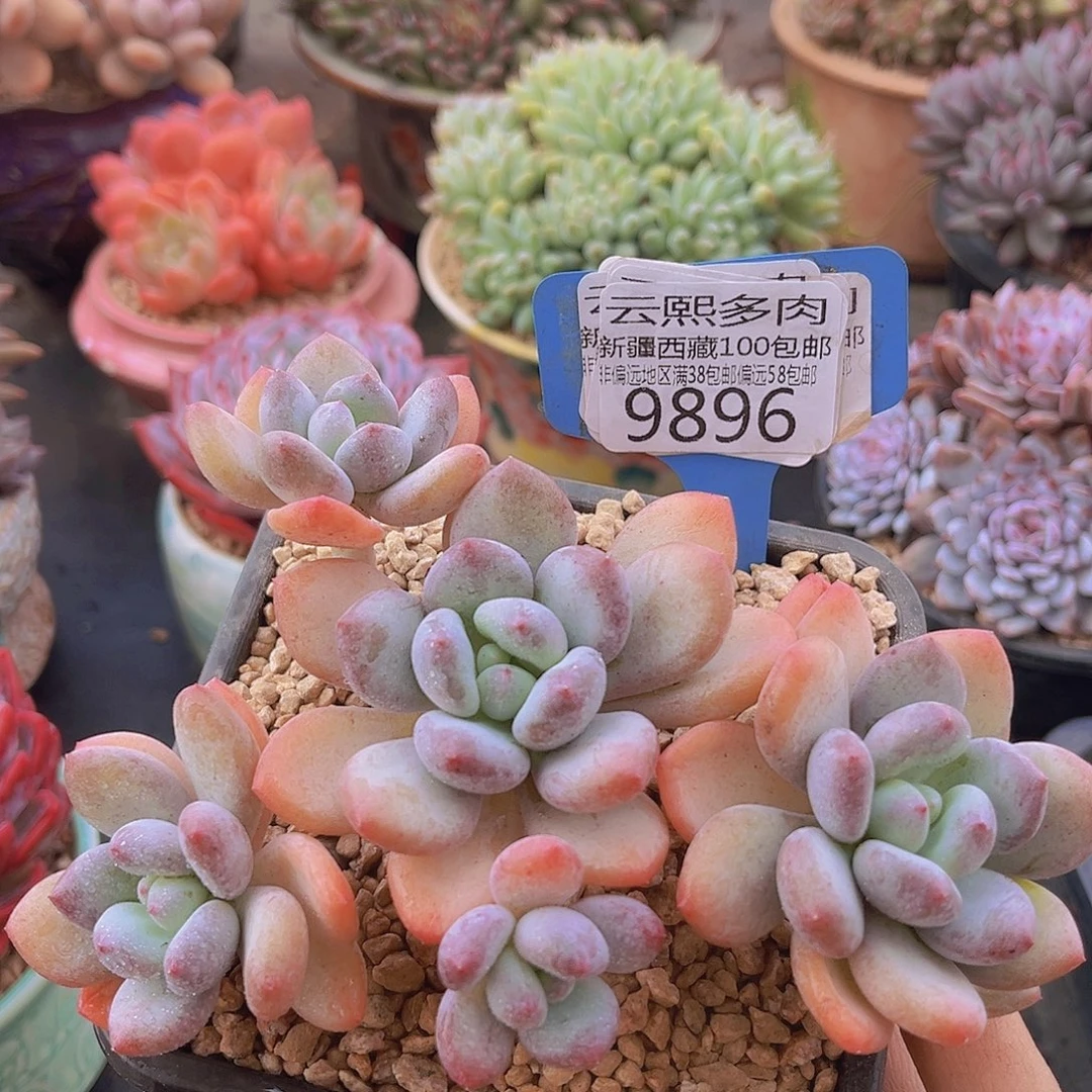 9896苹果美人多肉植物