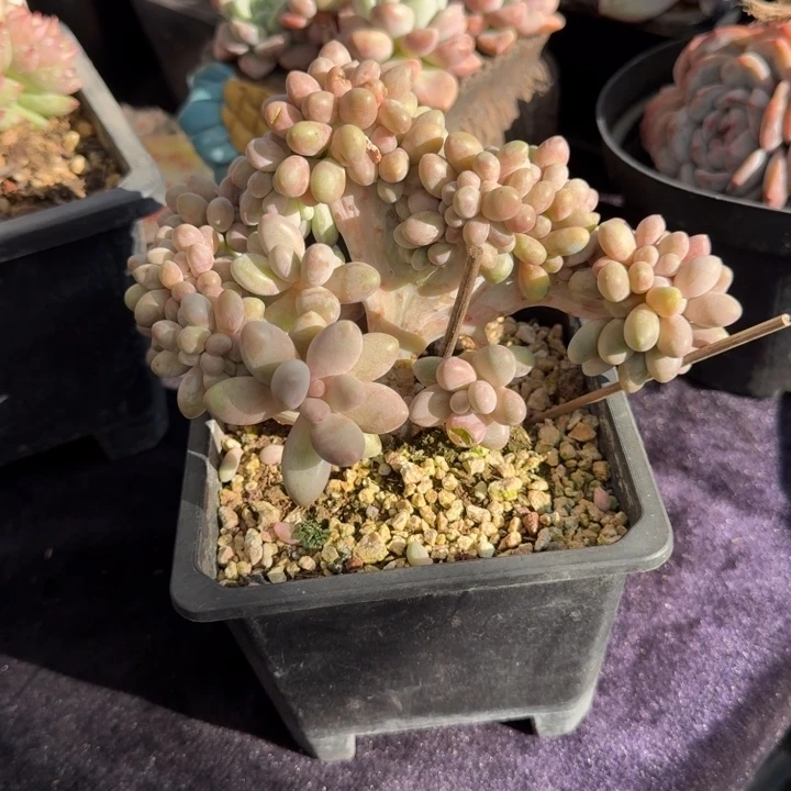 12厘米左右一物一拍的多肉植物