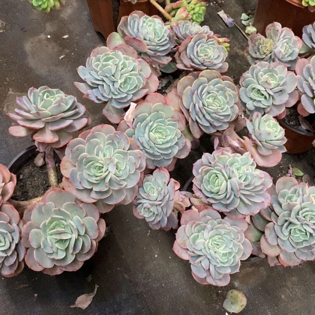 晨露，红粉台阁，韩国恋曲，蓝色妖姬，白雪公主各五盆，牡丹亭三盆