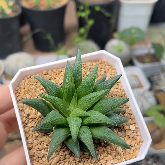 无花朵大型群蛟一颗4cm