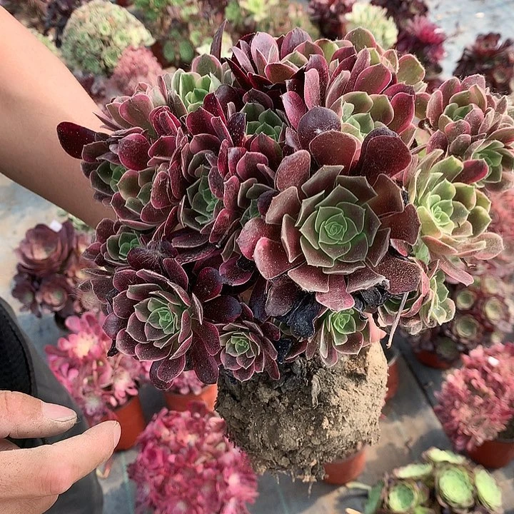 623金丝多肉植物