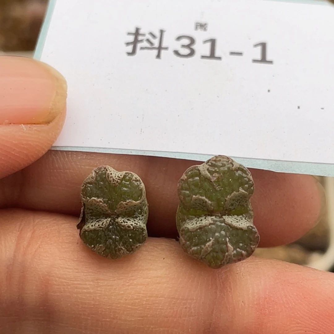 31-1超碟多肉植物