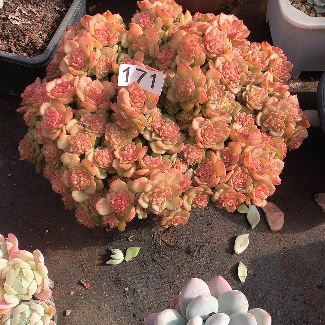 171蜡牡丹 一物一拍多肉