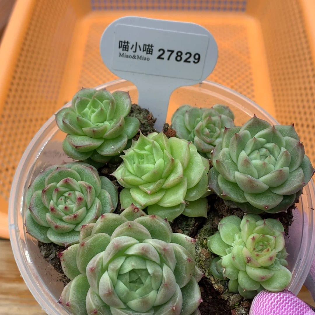 多肉植物麦秆珍妮