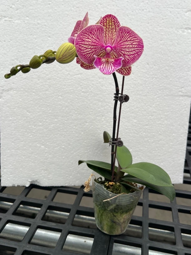 富豪优选（天王星）蝴蝶兰花期长好养护