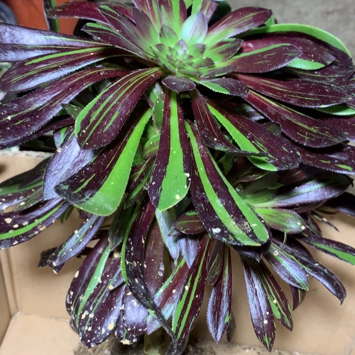 142多肉植物一物一排