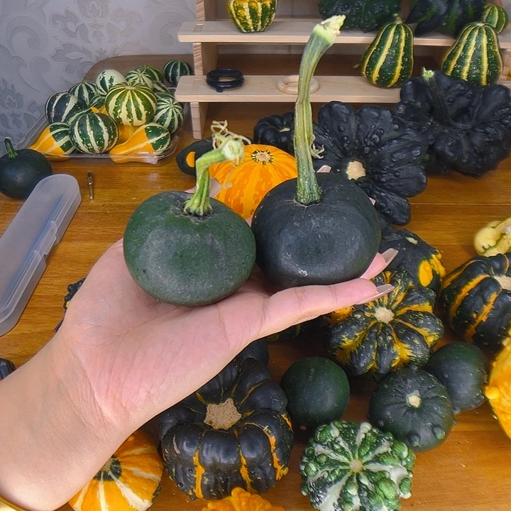 葫芦中国大陆猪****嗨