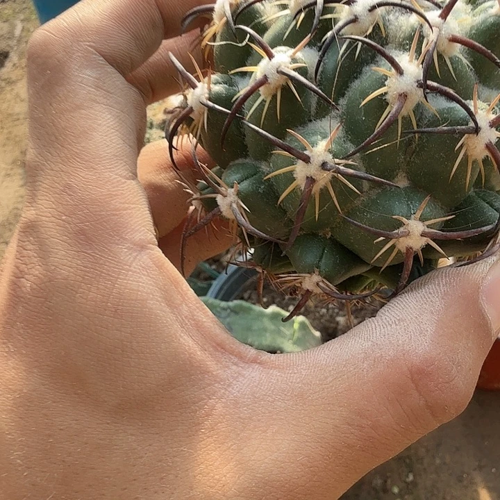 落地生根钢钉仙人球0161