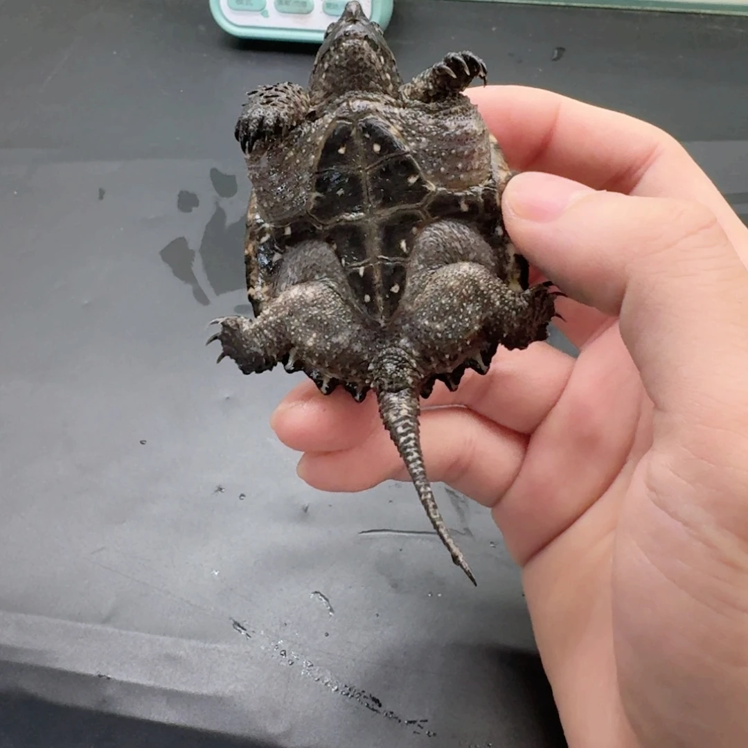 宠物龟不分公母111