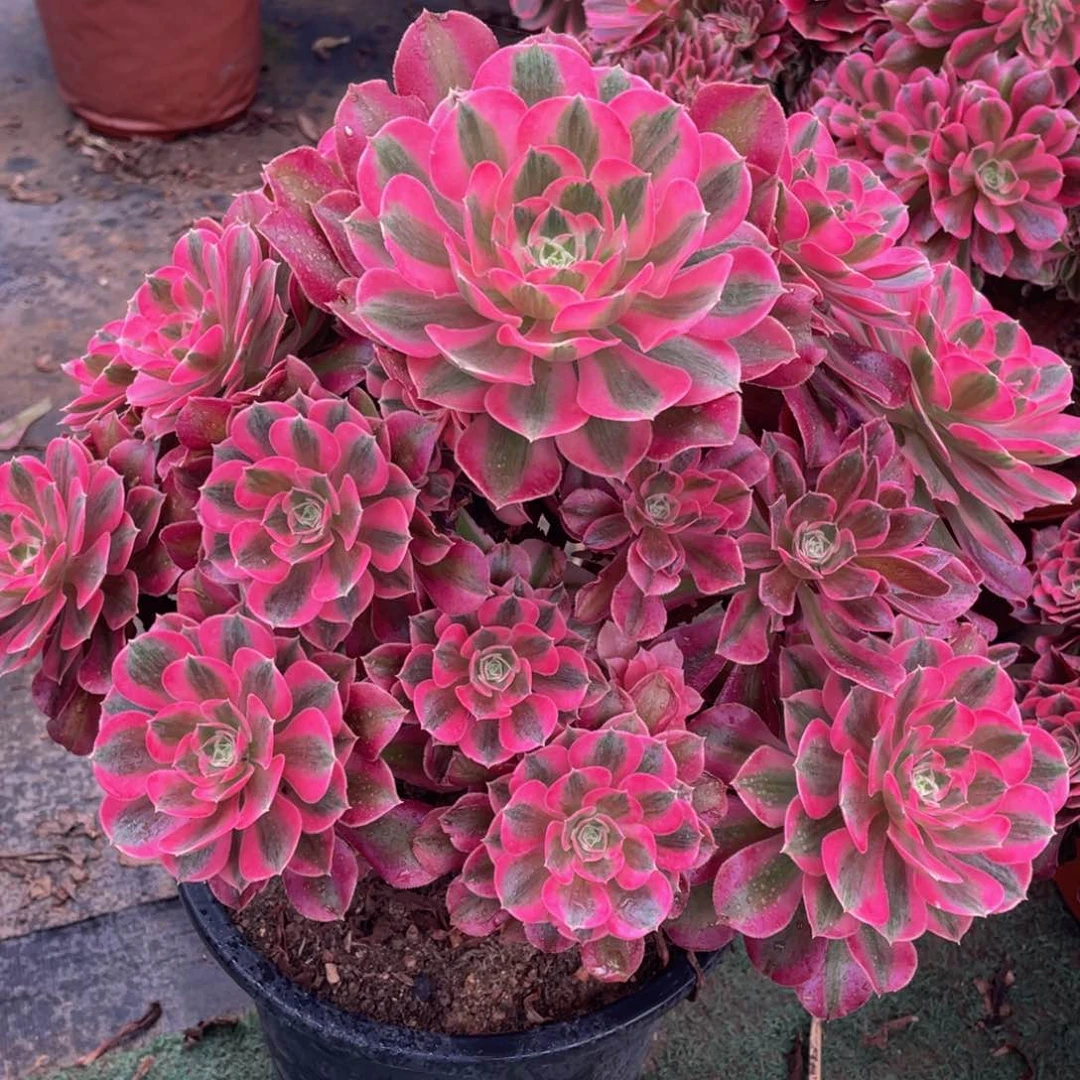 520七彩石精品法师多肉