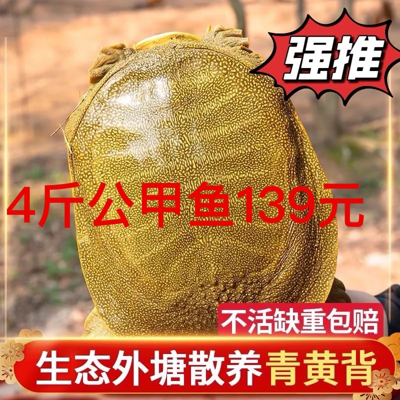 生态散养大王八鲜活老鳖食用水鱼青黄背王八批发活鲜王八批发甲鱼