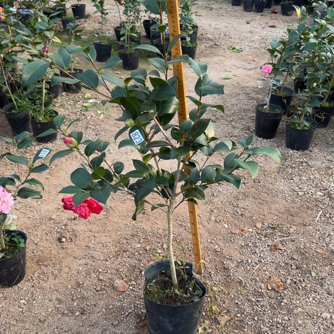 少量花朵（建议范围：2朵-5朵 或40%以下）823志愿者2号