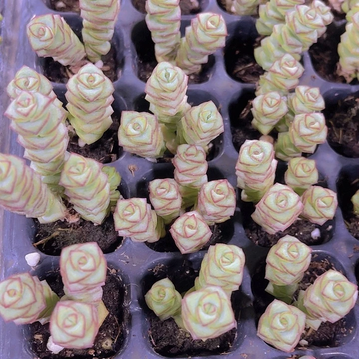 精品钱串子多肉植物