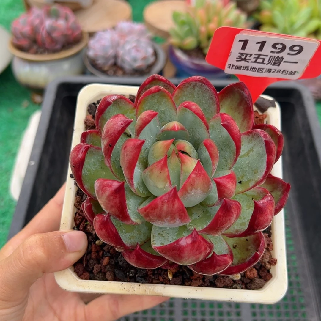 表妹精品多肉1199.