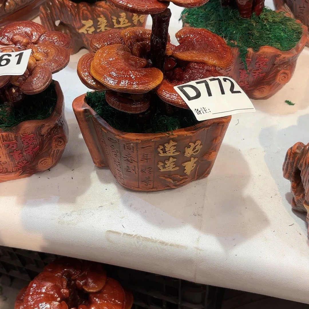 无花朵灵芝8888888888888