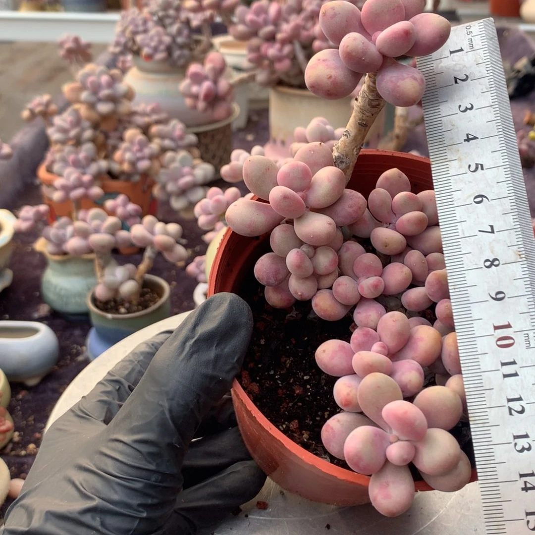 85号不带盆偏远地区不包邮的