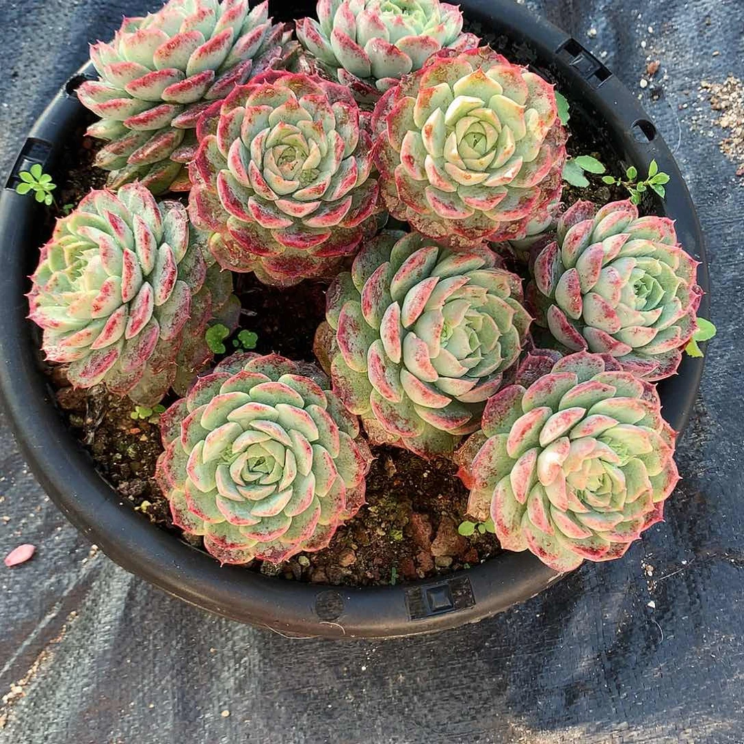 ?****朱砂痣炖肉一物一拍