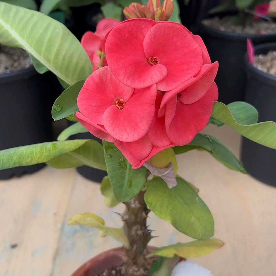 有心泰国大花虎刺梅