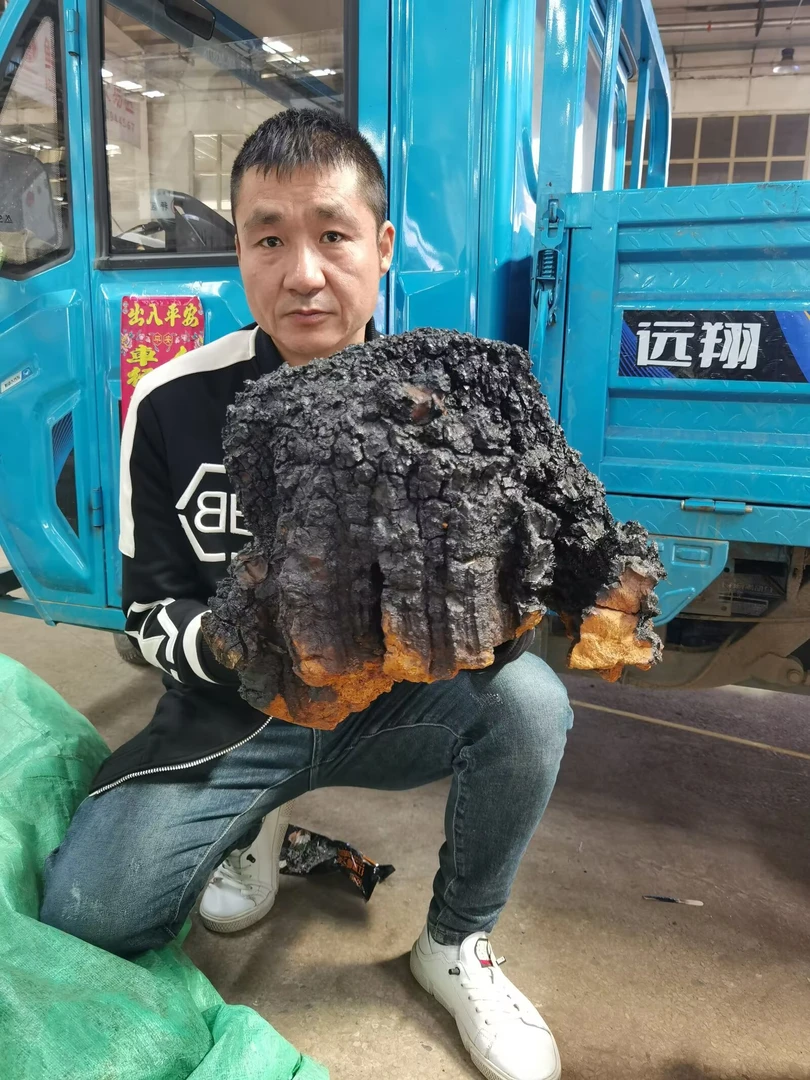 深山桦树茸高年份(一斤)包邮