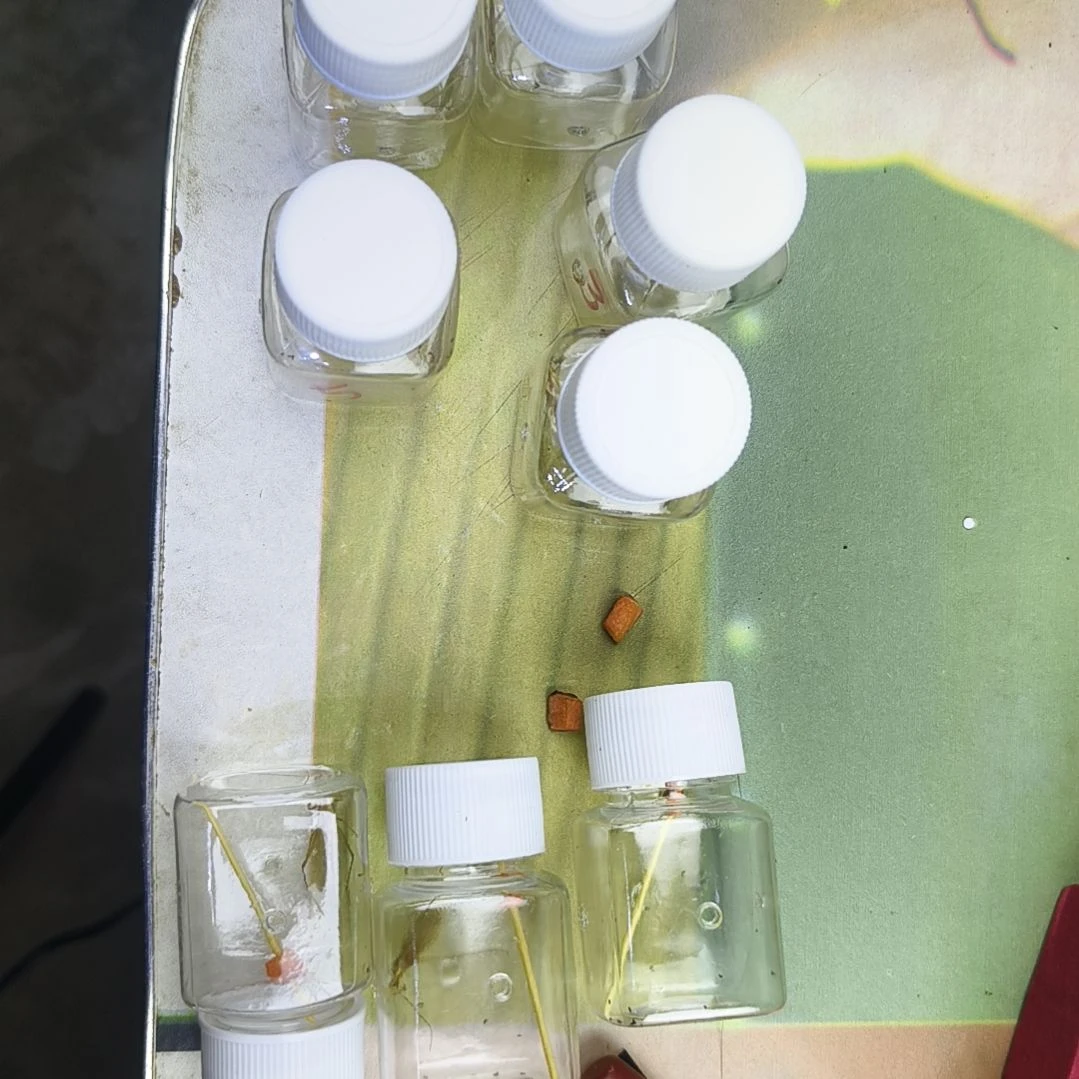 云南野生竹蛉长短须5条送三条断腿