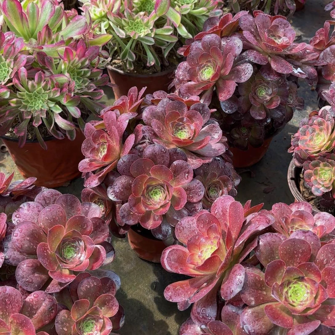 魅金玫瑰绣球9.9多肉植物