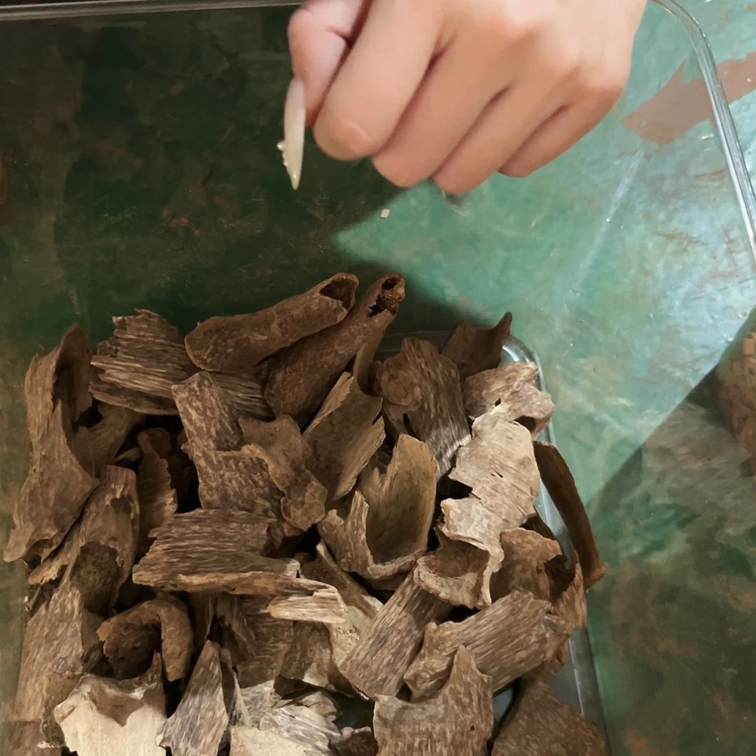 芽庄壳子20克。