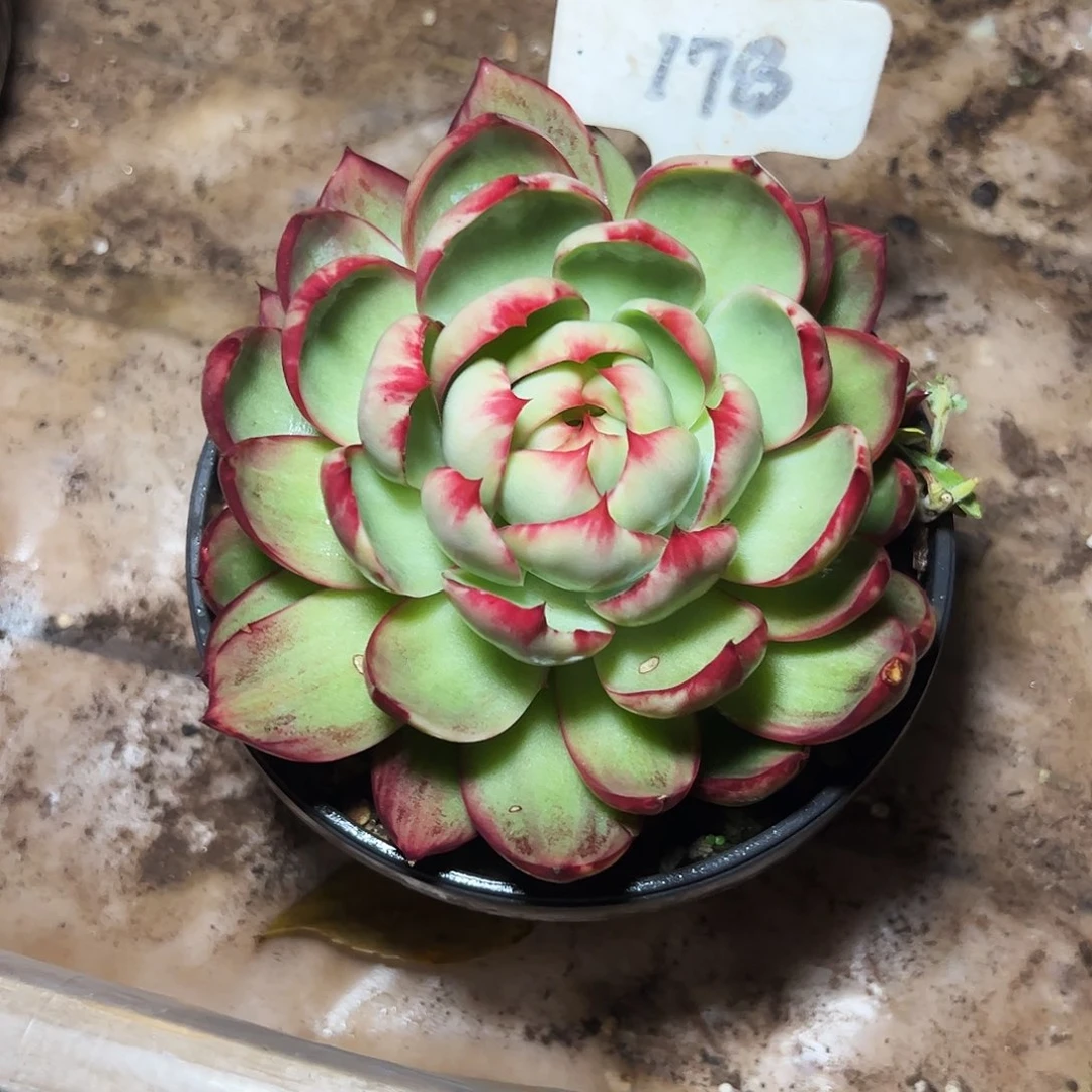 *****惊鸿仙子一物一拍178号