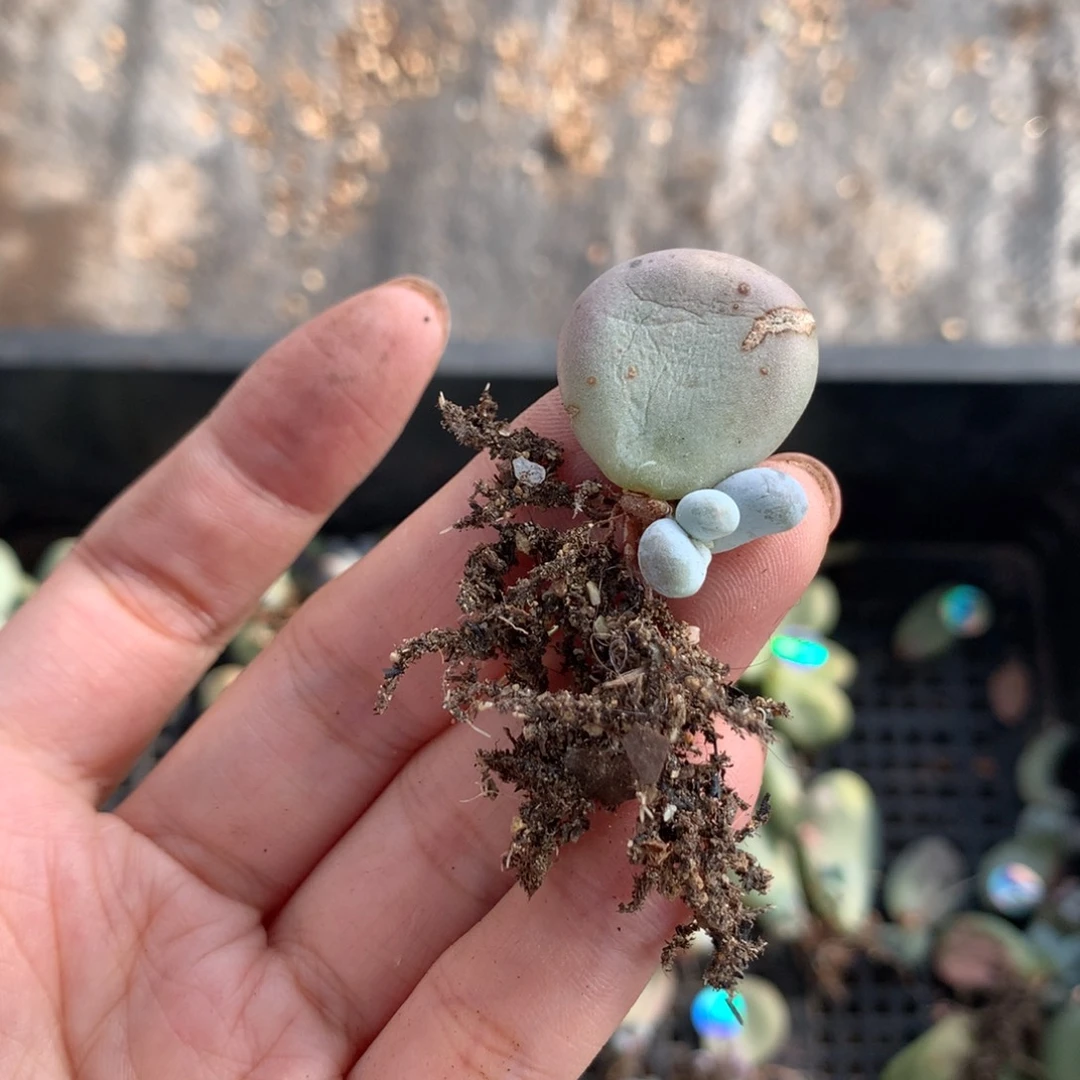 水光针奶酪多肉。除偏满28包邮