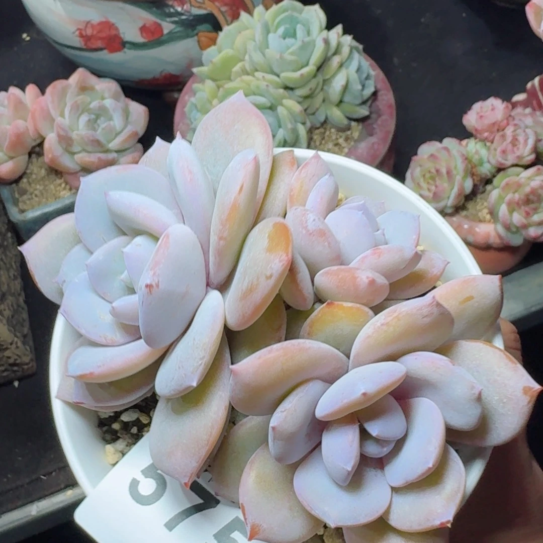 奶茶三头整装无砍