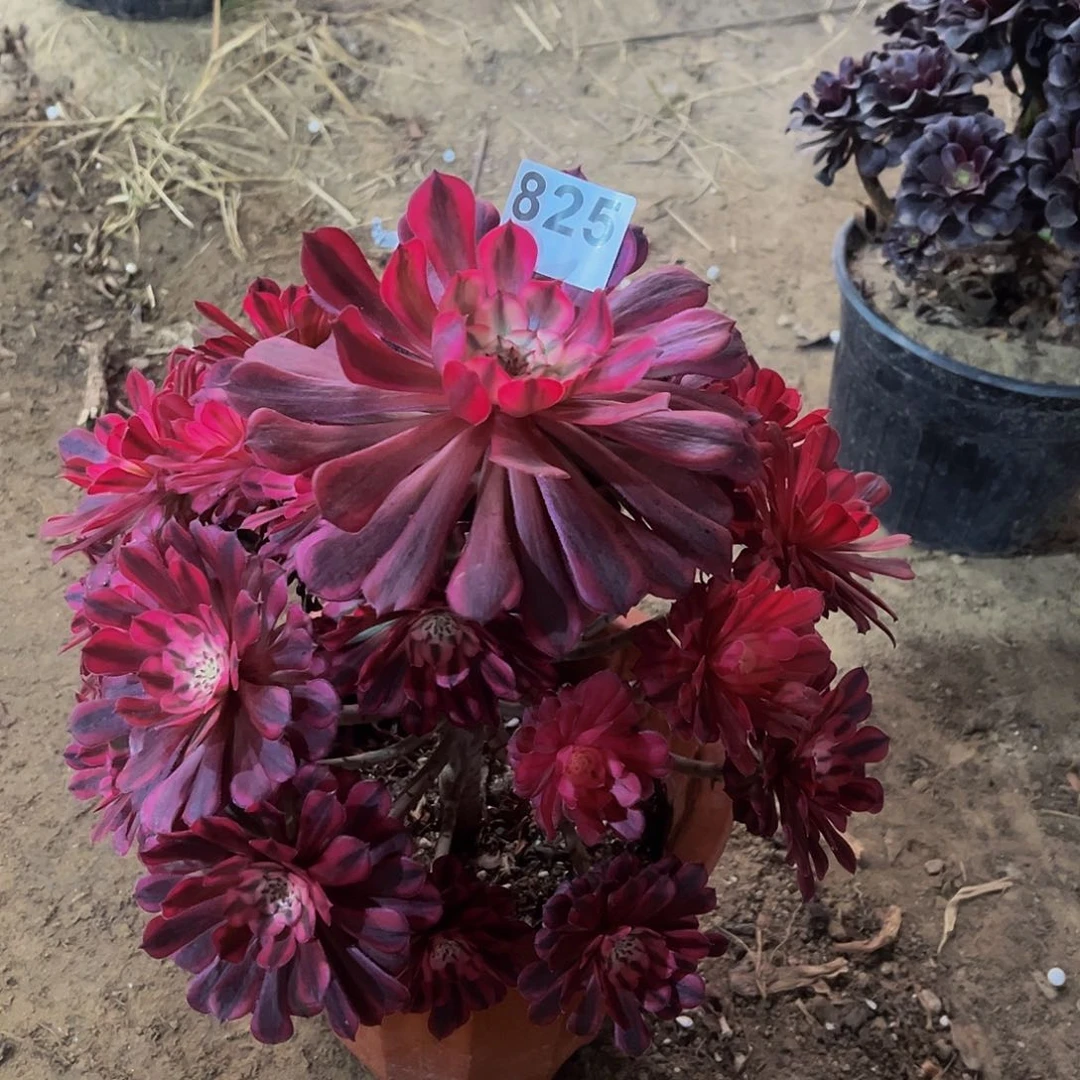 心**水多肉植物一物一拍825