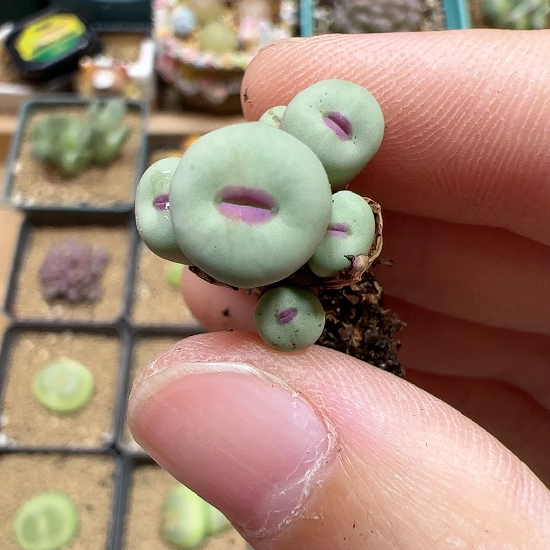 【闪购商品】143 1380B