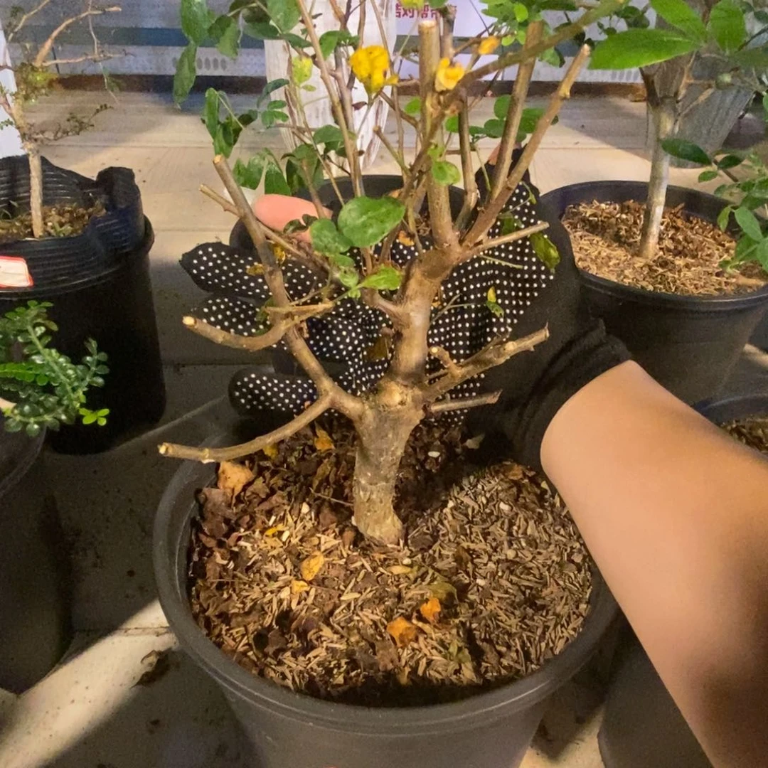 莫利斯没药实生脱土