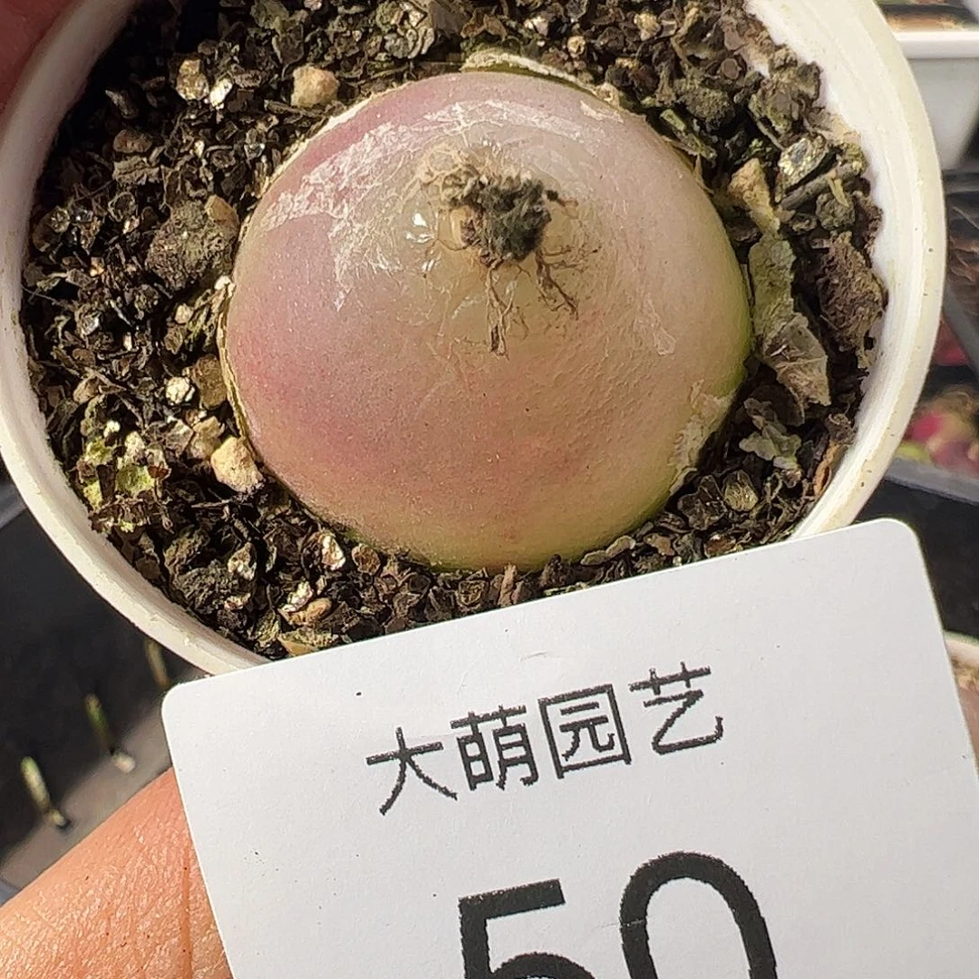 一物一拍。         50