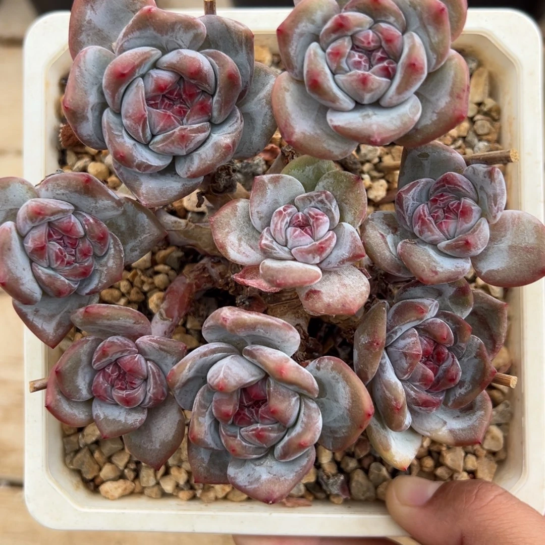 8头哈哈哈哈哈哈哈哈哈