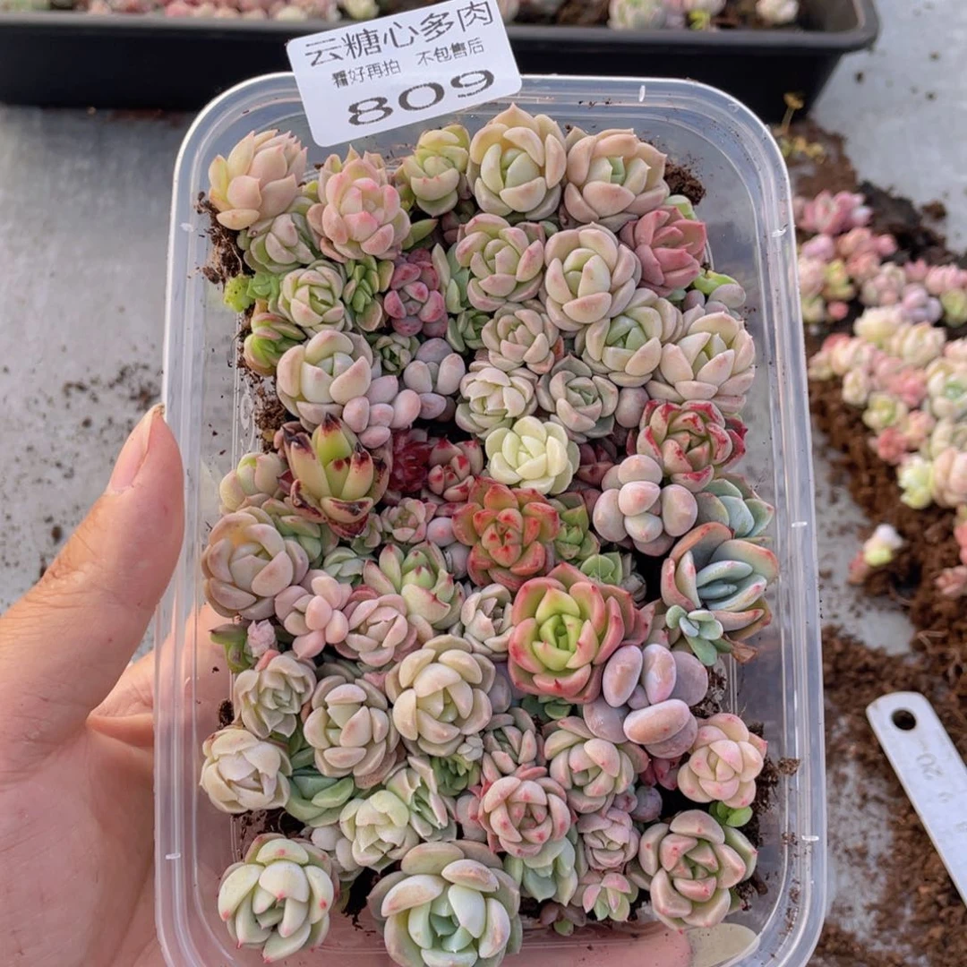云糖心多肉植物809