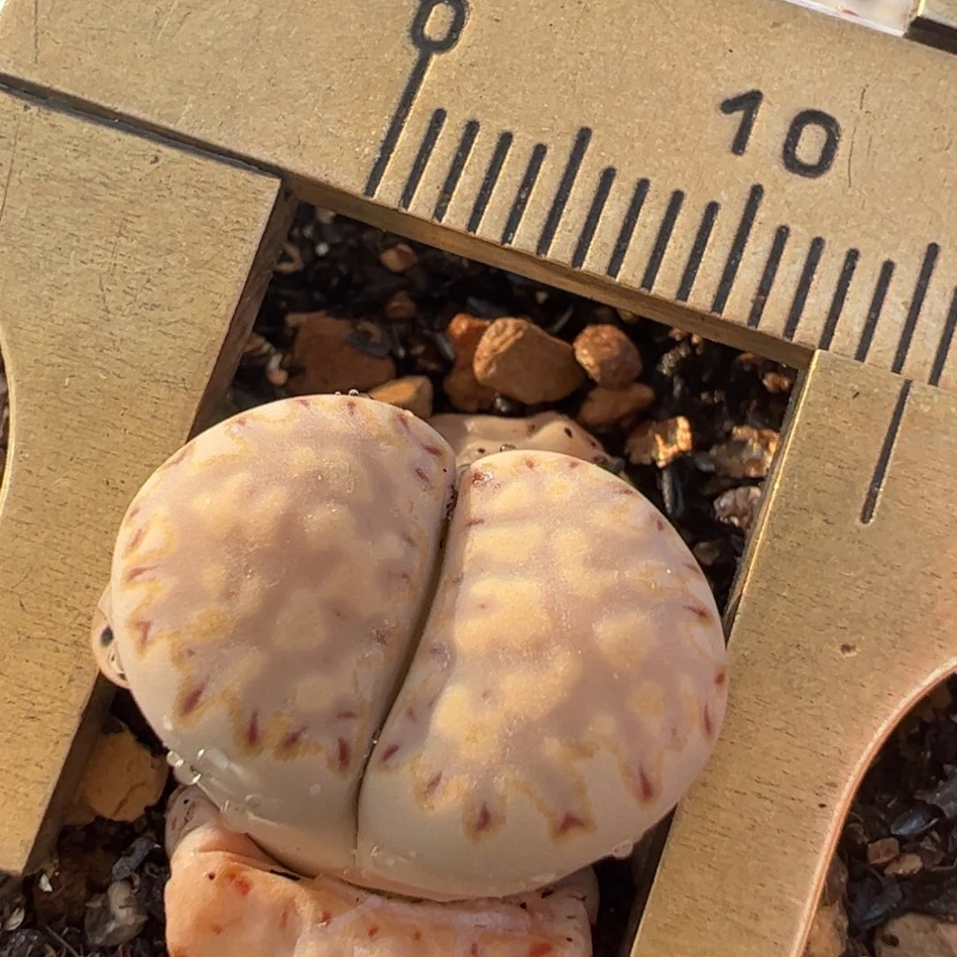 多肉植物百科365