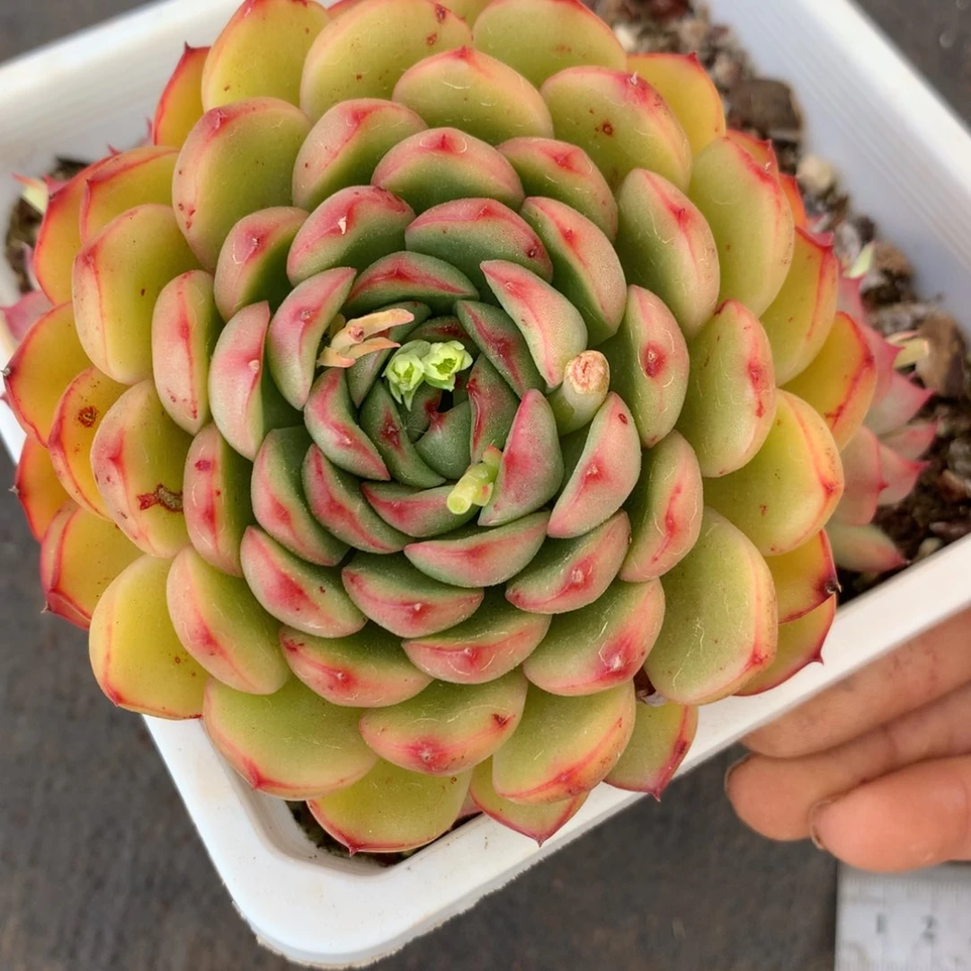 7369杂交精品基地12厘米