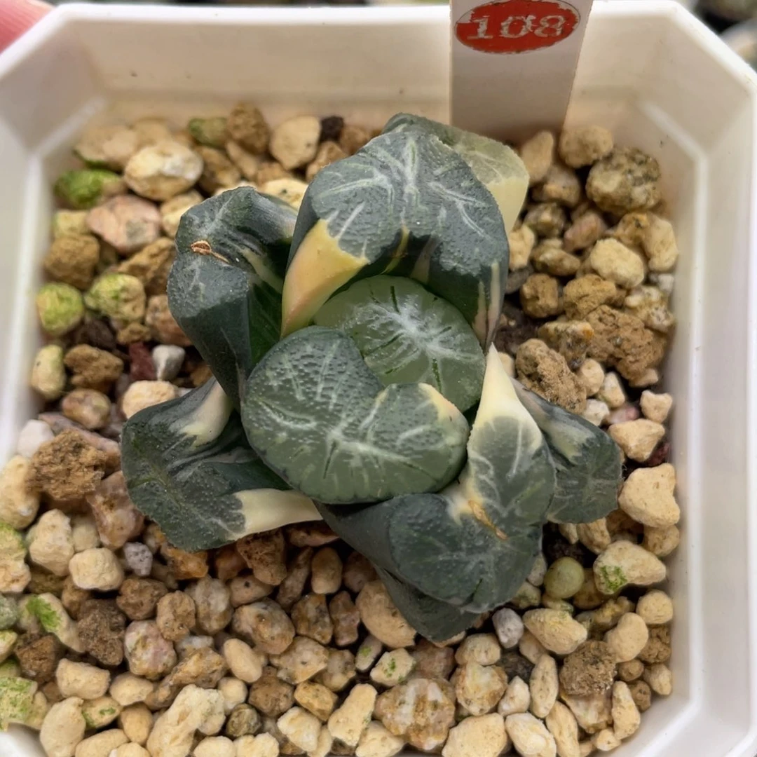 小蔡的菜园108花菱锦