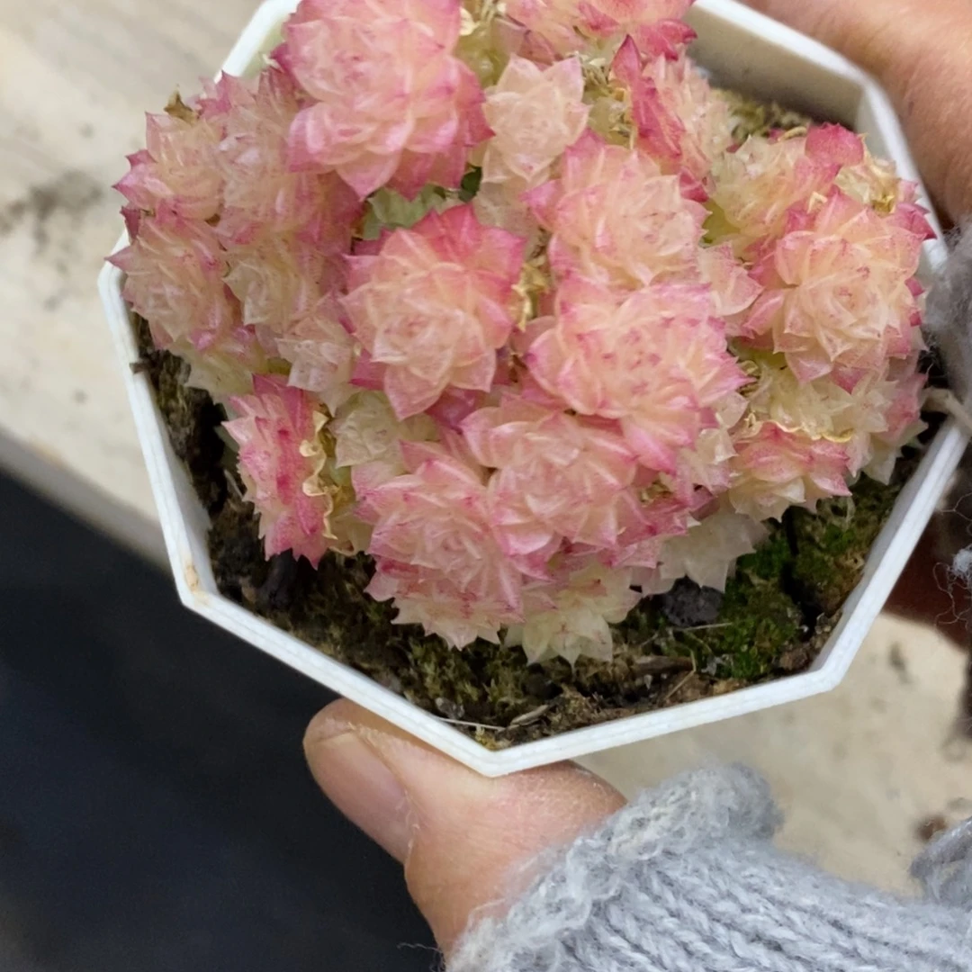 精品多肉一物一拍不包整33